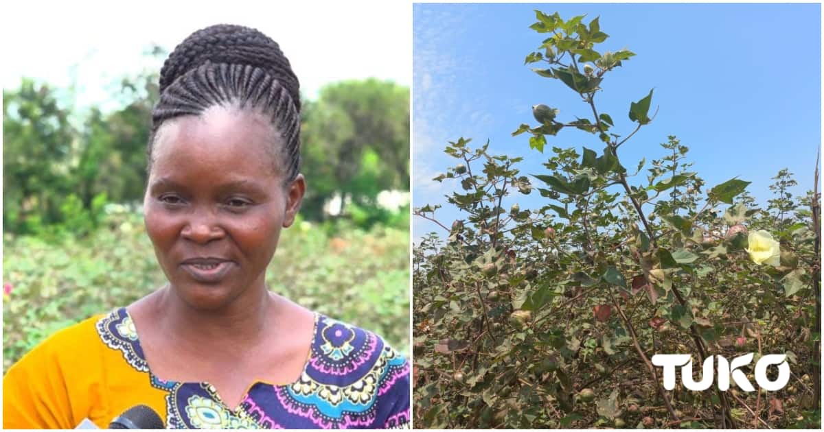 Homa Bay Woman Reaping Millions from Cotton Farming: "It Transformed My Life"
