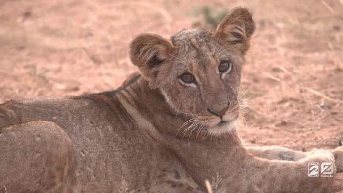 Saving Lions: The Pride of Kenya