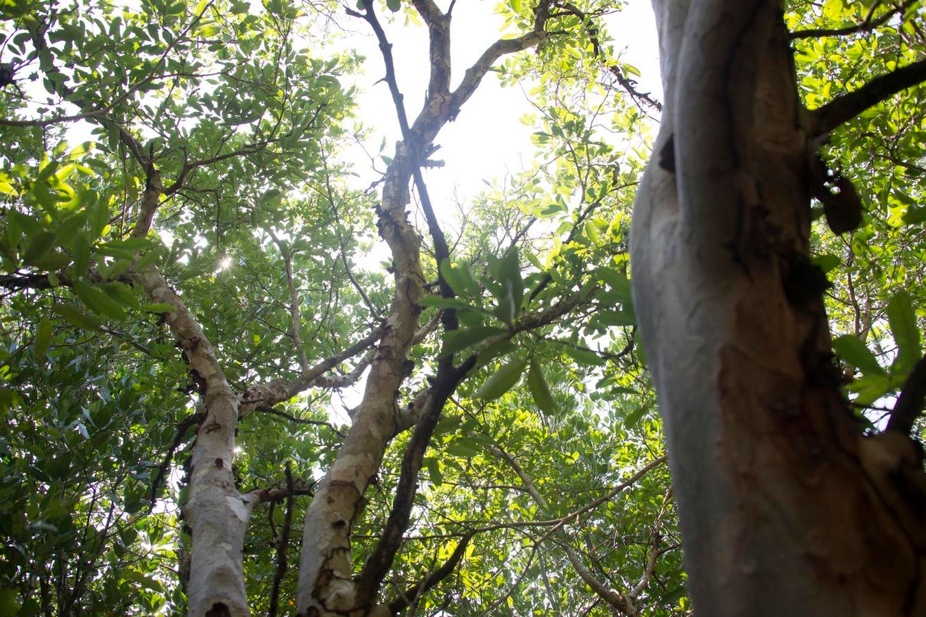 3 Reasons Why Kenya&rsquo;s Carbon Markets Can Be Expected To Grow