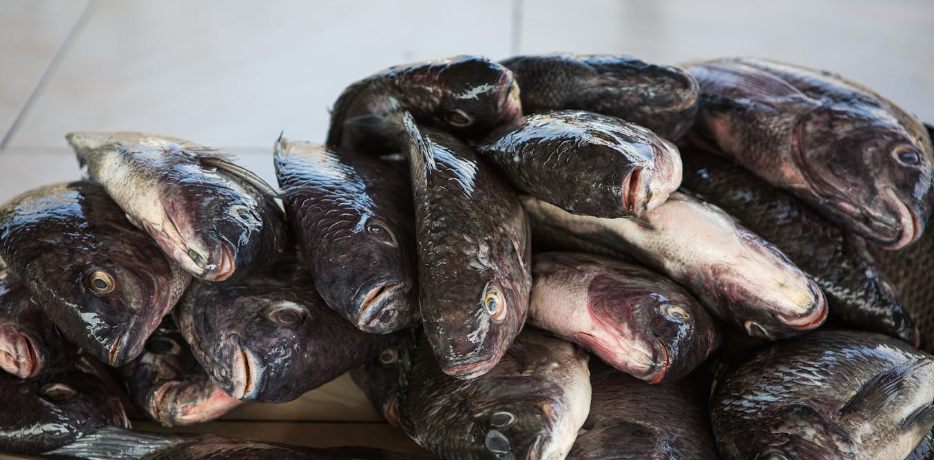 What Kenya&rsquo;s fish markets tell us about choosing between nutrients and contaminants