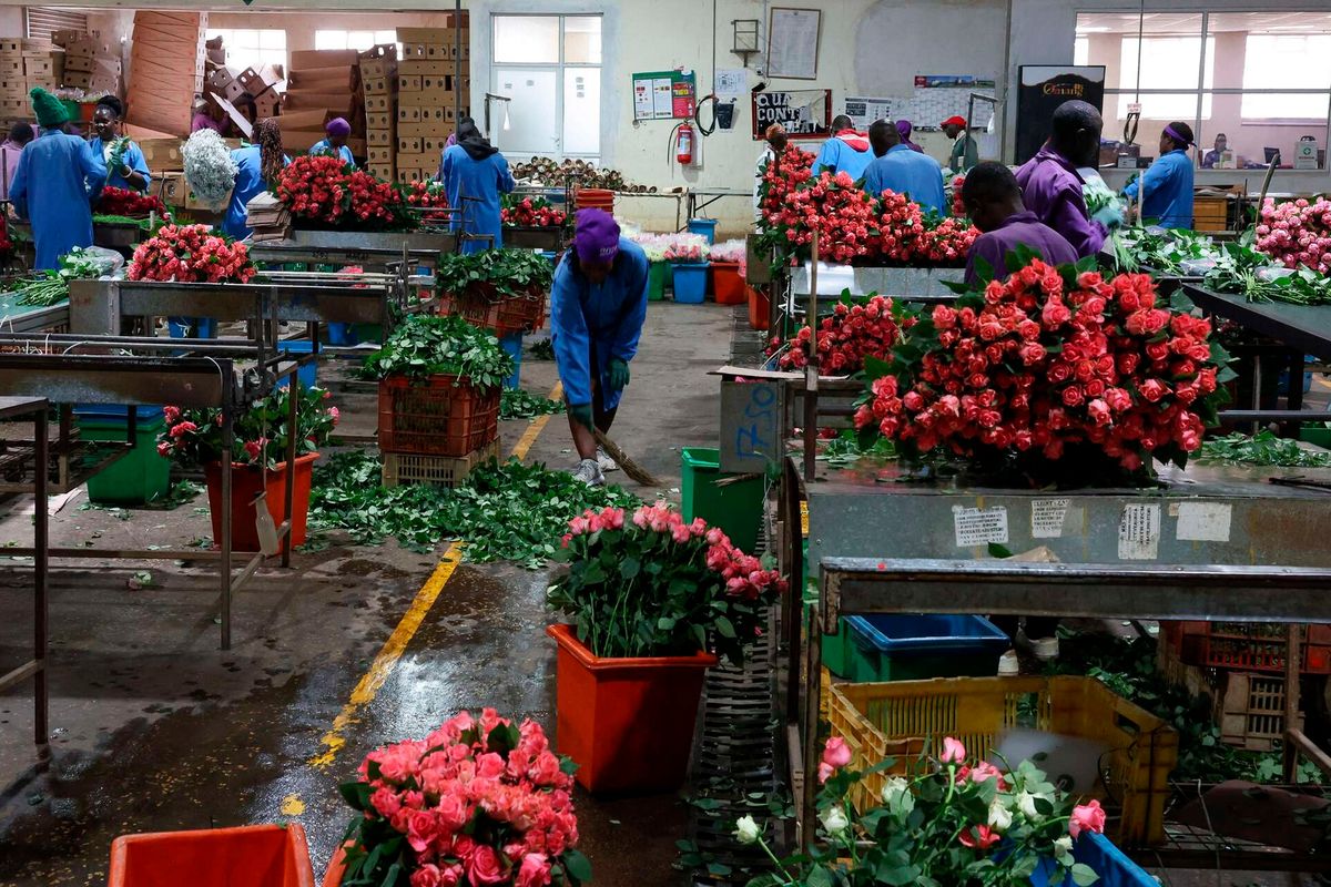Kenya exports to UAE hit 33-month low on Iran war